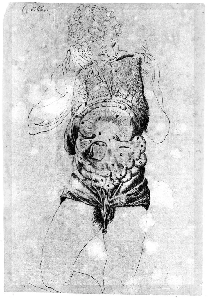Reexamining the Interstitium: The Body's Overlooked Network