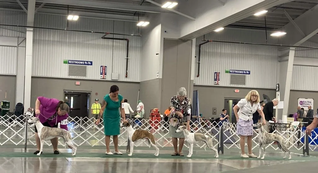 Exploring the Intricacies of Conformation Dog Shows